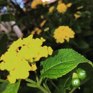 Meet your Posher, Lillian